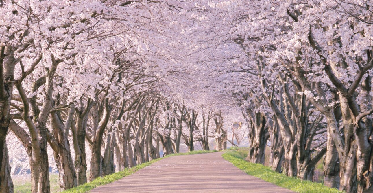 Cherry blossoms now start to bloom